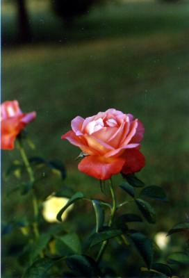 Fall Rose 91.jpg