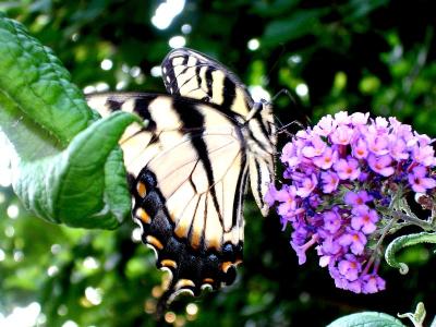 Butterflies From The Yard