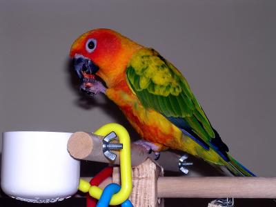 1-20-04 Skittles The Sun Conure