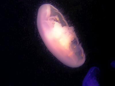 jellyfish2.jpg