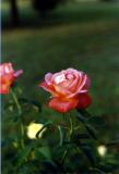 Fall Rose 91.jpg