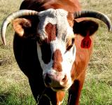 I Love Animals