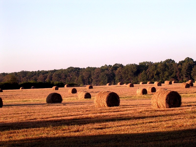fallhay.JPG