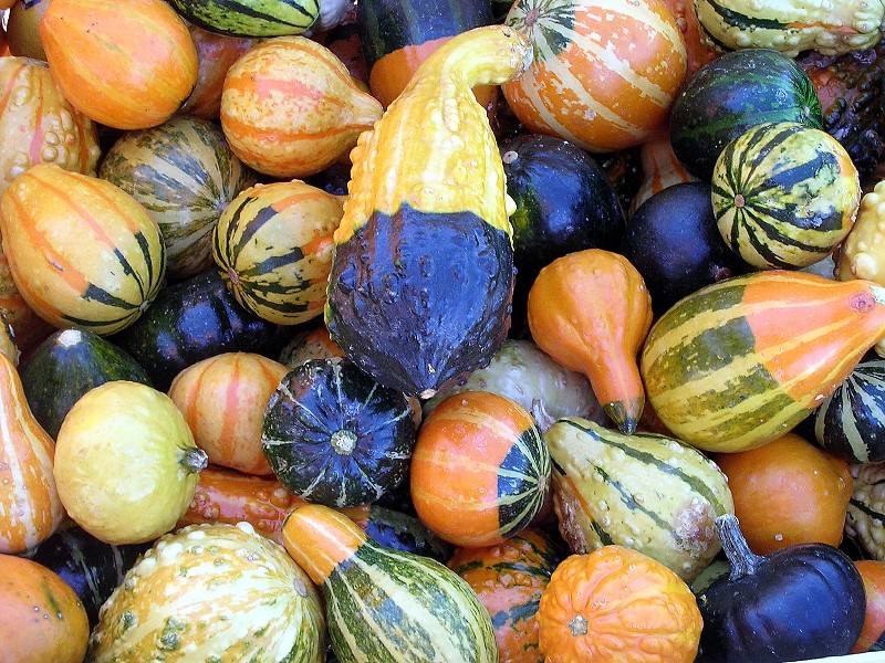 gourds.JPG