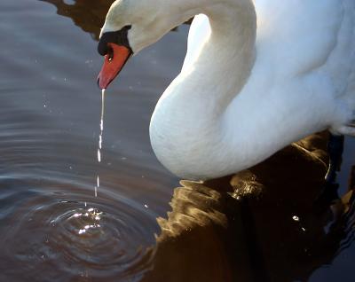 Swan at lake