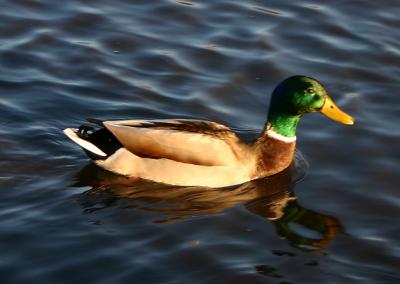 Duck