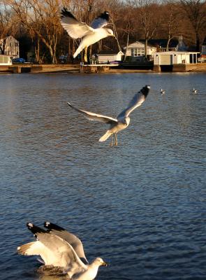 Levels of Gulls