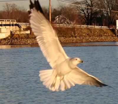 Flight