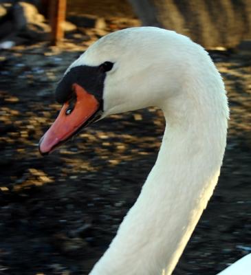 swan
