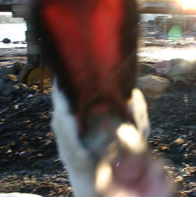 Swan biting  camera