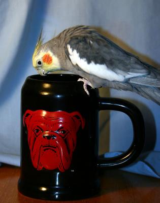 mikeyreddog1.jpg
