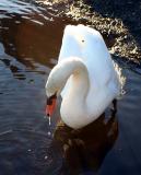 Swan drip 2