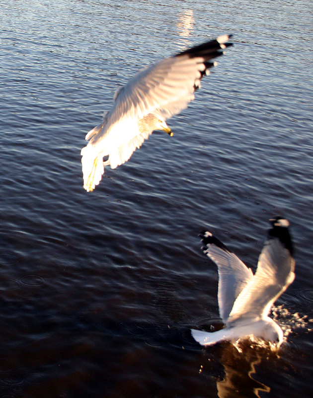 Wings