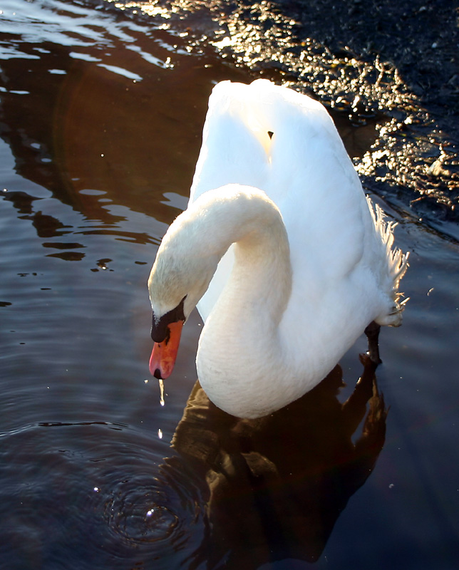 Swan drip 2