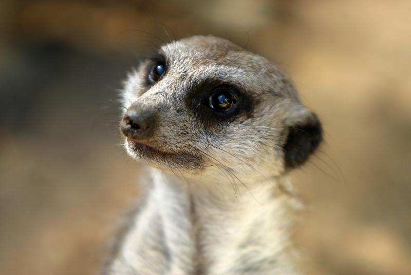 Meerkat