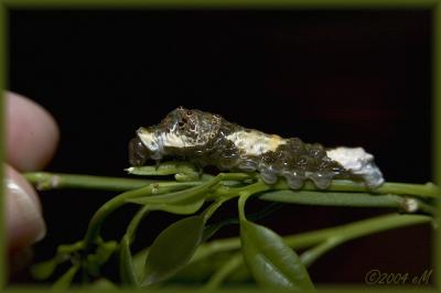 Giant Swallowtail larva