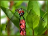 Blue Dasher (female)