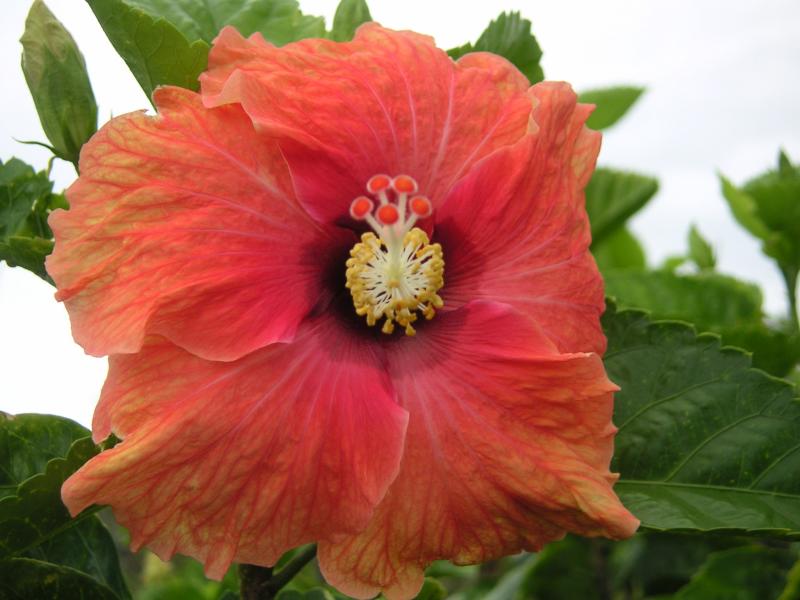 Hibiscus