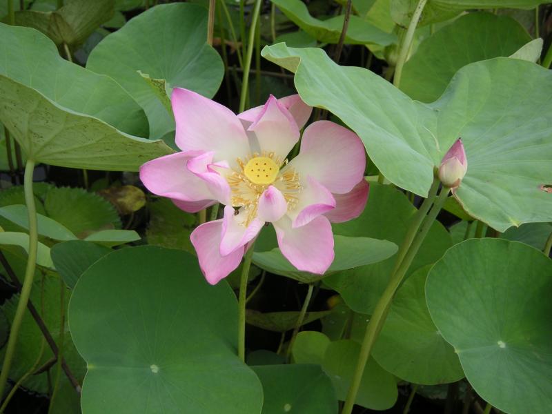 Pink flower