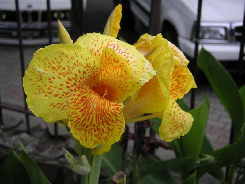 Yellow spotty flower