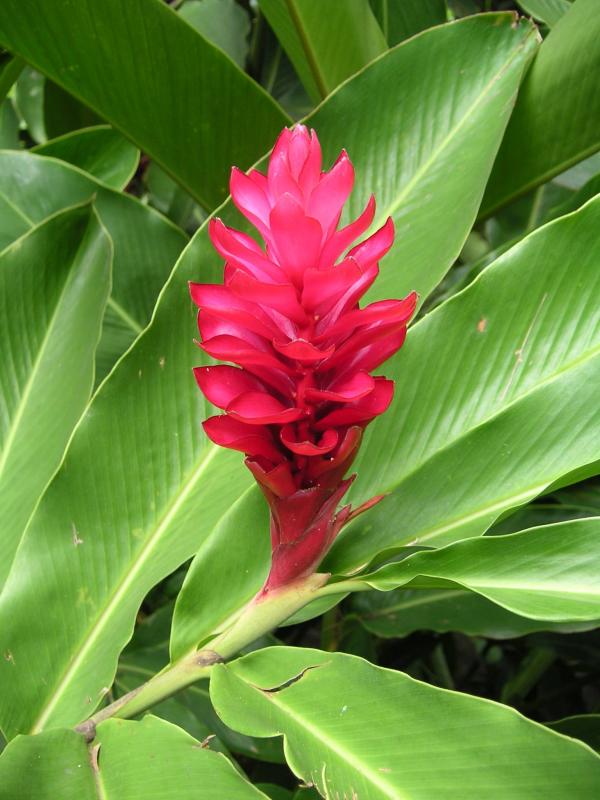 Ginger flower