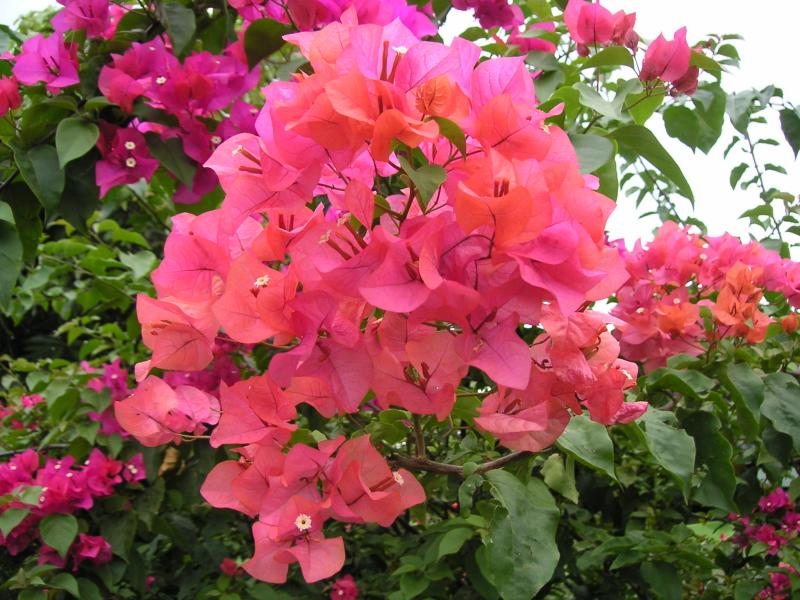 Wonderful colour