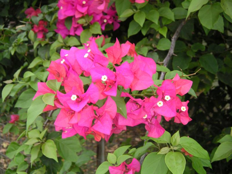 Pink flowers