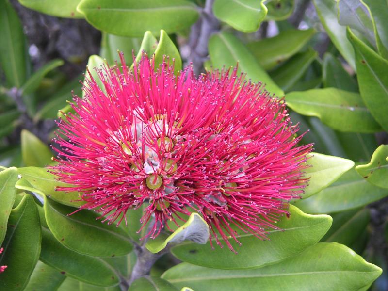 Pohutukawa