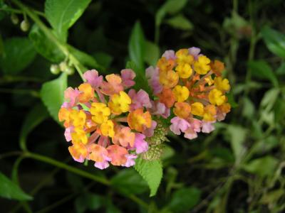 Pink & yellow flowers