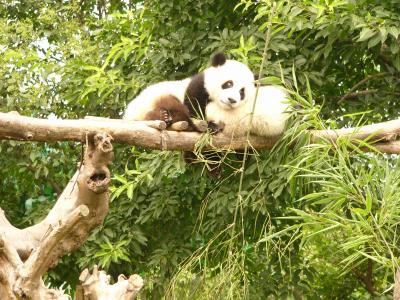 Juvenile Pandas
