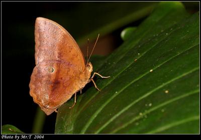 Amathusiidae  (2)