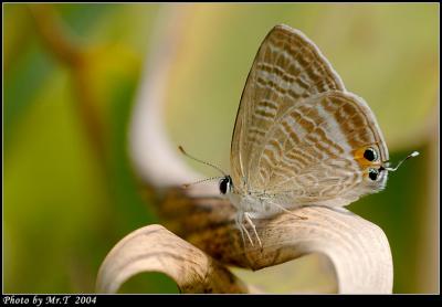 Gǽ Long-tailed Blue (Lampides boeticus)