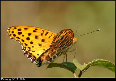 \潺 Indian Fritillary (Argyreus hyperbius)