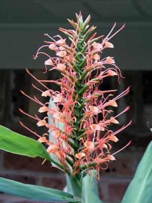 Bottlebrush Ginger