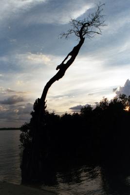 Tree on the Rio Negro, Amazonas