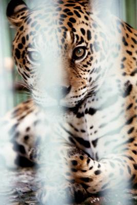 Ona Amazonian Jaguar in the Manaus Zoo