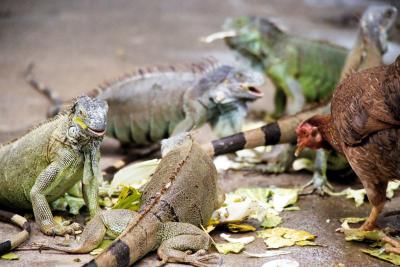 Iguanas and Chickens Free For All, Honduras