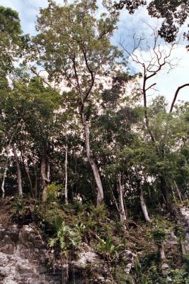 Belizean Jungle, Cayo District