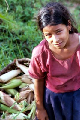 Sarita During the Corn Harvest, Siruwari Balami Gau