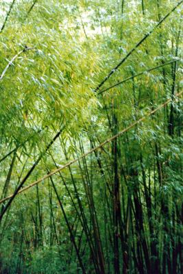 Bamboo Forest, Mae Hong Son Province