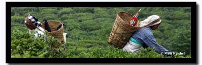 Harvesting the Tea, Darjeeling