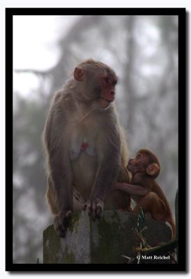 Monkey Relationships, Darjeeling