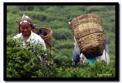 Tea Pickers, Darjeeling