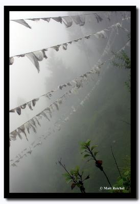 Misty Morning in the Forrest, Sikkim
