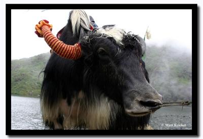 Pulling the Yak, Tsomgo Lake, East Sikkim