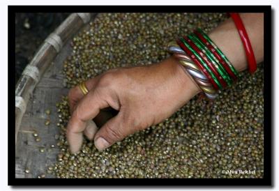 Sifting Through Spices, Gangtok