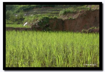 Irrigation, Pakang