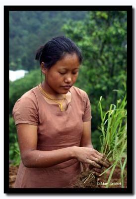 Lepcha Women with Seedlings, Pakang