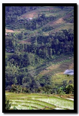 Rice Paddies Surrounding Git Dubling