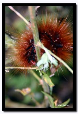 Spiky, Red Catapillar, Pakang